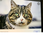 Cat nation and anime ######