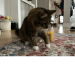 CATS ARE SO CUTE! Nico also