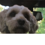 Doge Gang FOR LIFE EVEN WHEN De3d