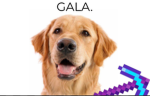 Galadogs