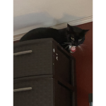 Black club cats