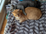 Catparty39