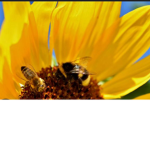 Flower₩Bees