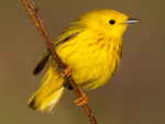 Yellow Warbler Studios