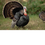 TURKEY LIKERS ONLY