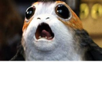 Star Porgs