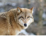 wolfs united group!