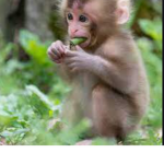 Monkey’s Basement