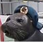 Seal Hangout Sealsss
