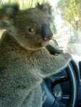 -*April's koala habitat*-