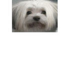 P̆̈ă̈n̆̈b̆̈ĕ̈ S̆̈t̆̈ŏ̈r̆̈ĕ̈