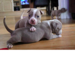 Dog dog for ever