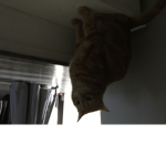 Kitty are fun
