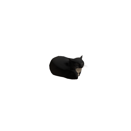 Gato