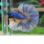 Fish and sloths cousin