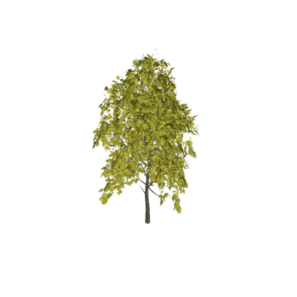 autumn tree