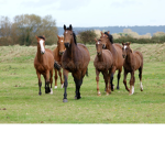 Horses United!!!!