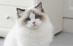 The Group Of Beatifull Cats