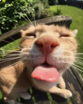 Surprise cats!
