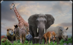 The animals……
