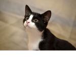 cat nation hehehe