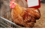 The Chicken Kingdom!