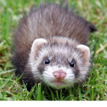 FerretLand