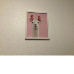 Llama group only for llamas