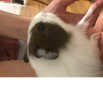 Guinea piggy SQAUD =D