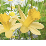 The Daisy Daffodils