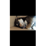 Hallo finn