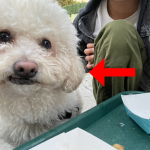 fanclub d este perrito