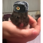 Come’rats
