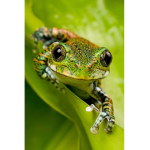 FROG RESPECTS