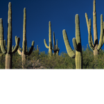 Ouch!cactus