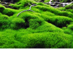 the moss munchers