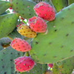 PRICKLEBERRIES