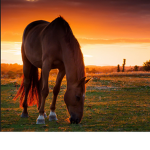 The equestrians!