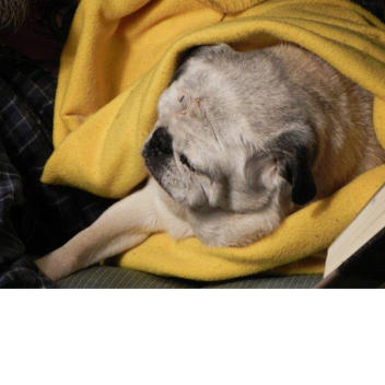 In memory of my great friend and Companon, Pugsley