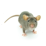 -Rat Hype House-