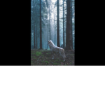 #White Wolf Squad