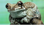 Alex's Frogi squad :p