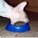 absolute unit of a cat