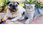 The Awesome Pug Fan Club