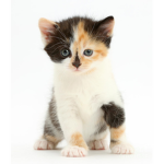 The Calico Kittens