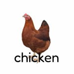 chicken