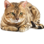 people whom enjoy feline animals