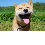 dogey dogs the best version