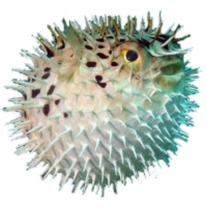 pufferfish icon Roblox decal