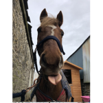 !Pony_squad!